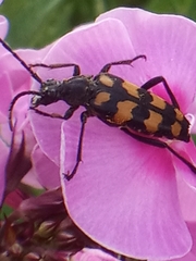 Leptura quadrifasciata