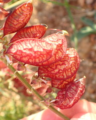 Lessertia eremicola