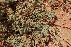 Hermannia paucifolia