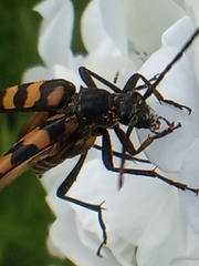 Leptura quadrifasciata