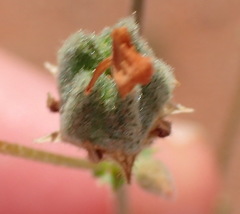 Hermannia paucifolia