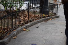 Streptopelia decaocto