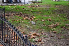 Streptopelia decaocto