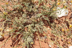 Hermannia paucifolia