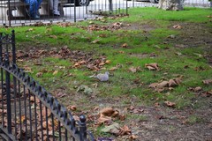 Streptopelia decaocto