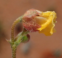 Hermannia paucifolia