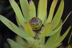 Leucadendron microcephalum