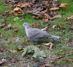 Streptopelia decaocto
