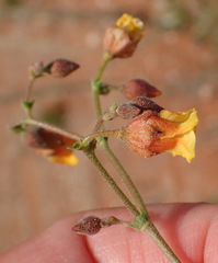 Hermannia paucifolia