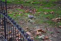 Streptopelia decaocto