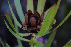 Leucadendron microcephalum