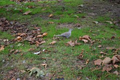 Streptopelia decaocto