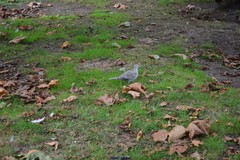 Streptopelia decaocto