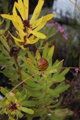 Leucadendron microcephalum