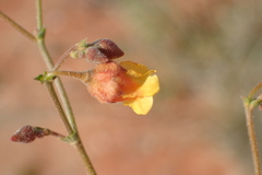 Hermannia paucifolia