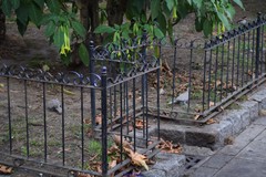 Streptopelia decaocto