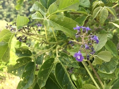 Vitex pyramidata