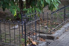 Streptopelia decaocto