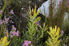 Leucadendron microcephalum
