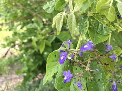 Vitex pyramidata