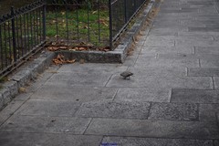 Streptopelia decaocto