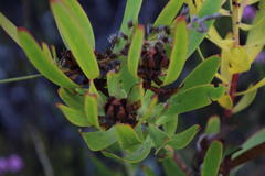 Leucadendron microcephalum