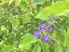 Vitex pyramidata