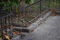 Streptopelia decaocto