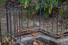 Streptopelia decaocto