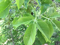 Vitex pyramidata