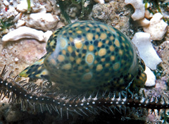 Lamprohaminoea ovalis