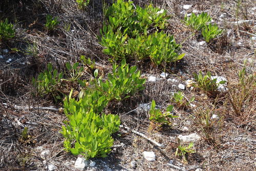 Small Cape bogbean (Villarsia manningiana)