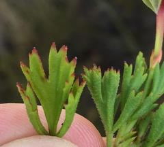 Pelargonium ternatum