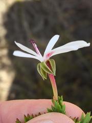Pelargonium ternatum