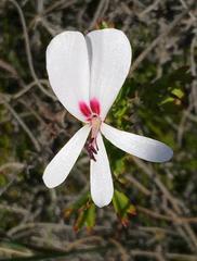 Pelargonium ternatum
