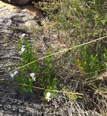 Pelargonium ternatum