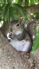 Sciurus carolinensis