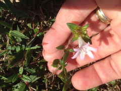 Richardia grandiflora
