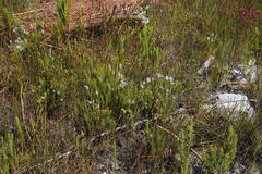 Spatalla mollis