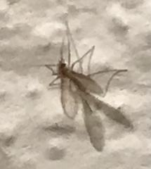 Phlebotominae