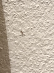 Phlebotominae