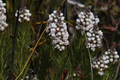 Spatalla mollis
