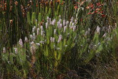 Spatalla mollis