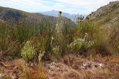 Spatalla mollis