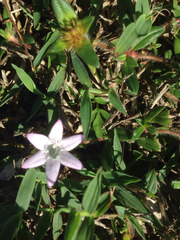 Richardia grandiflora