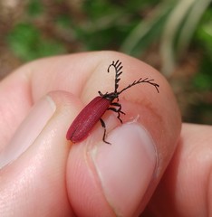 Ponyalis quadricollis