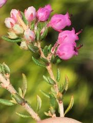 Erica grata