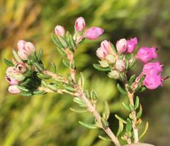 Erica grata