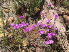 Lampranthus emarginatus