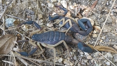 Centruroides fulvipes